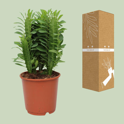 Euforbia Trigona - ↕40cm - Ø12cm