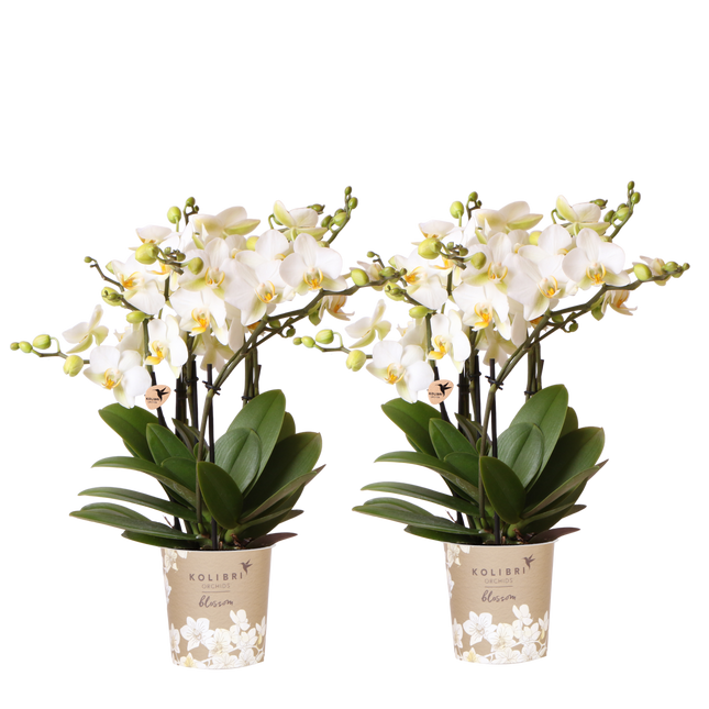 Kolibri Orchids | Combi Deal - 2 Witte Phalaenopsis Orchideeën Blossom Lausanne - Ø12 cm