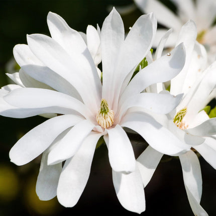 Magnolia stellata Royal Star - Fiore bianco - ↕30cm - Ø12cm - 3x