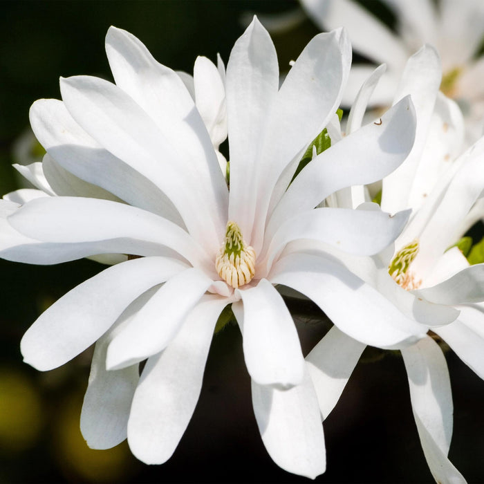 Magnolia stellata Royal Star - Bloem Wit - 3 Planten - Bladverliezend - Weinig Onderhoud - Pot 12cm Hoogte 30cm