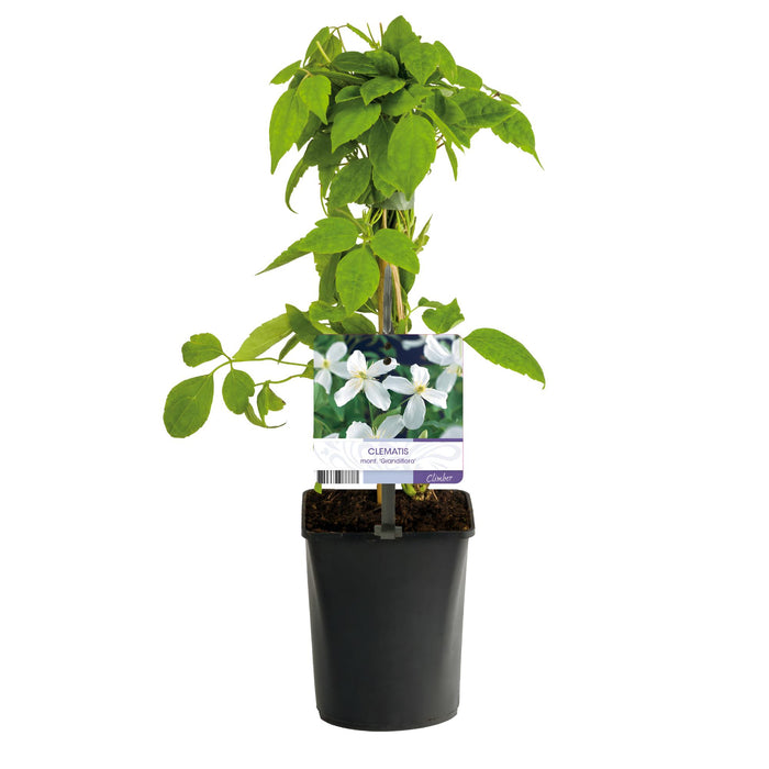 Clematis montana Grandiflora - Bosrank - Bloem Wit  - ↕40cm - Ø11cm - 2x