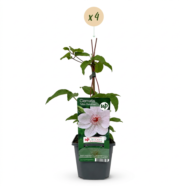 Clematis Miss Bateman - Bosrank 4x - Wit - Klimplant - Ø9cm - ↕35cm
