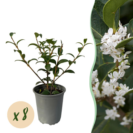 Osmathus burkwoodii - green foliage - 8 plants - 1 linear meter - evergreen - 9cm pot height 25-30cm