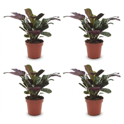 Ctenanthe Burle Marxii - Visgraatplant - 4x - Pot 12cm - Hoogte - 30cm
