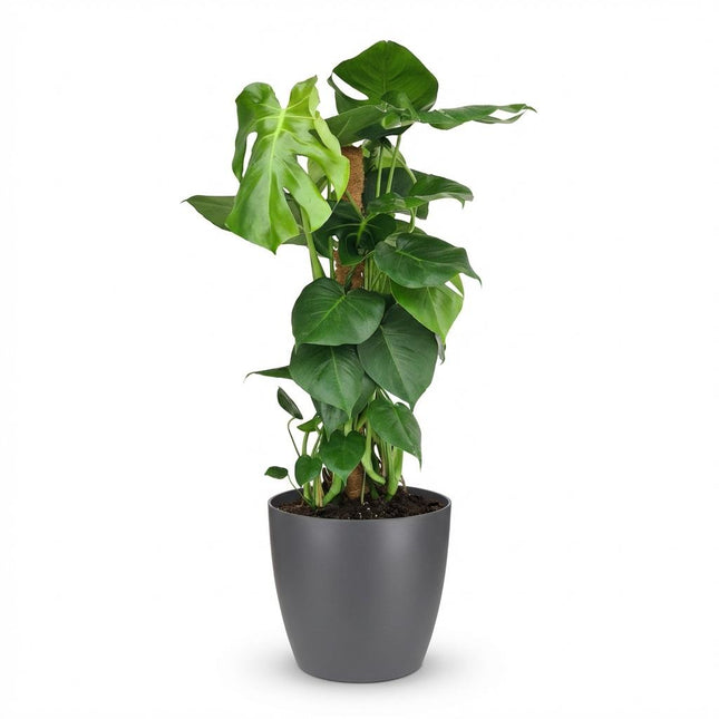 Monstera Deliciosa moss tip - roślina o wyglądzie sera szwajcarskiego - w szarej doniczce - ↕90cm - Ø19cm
