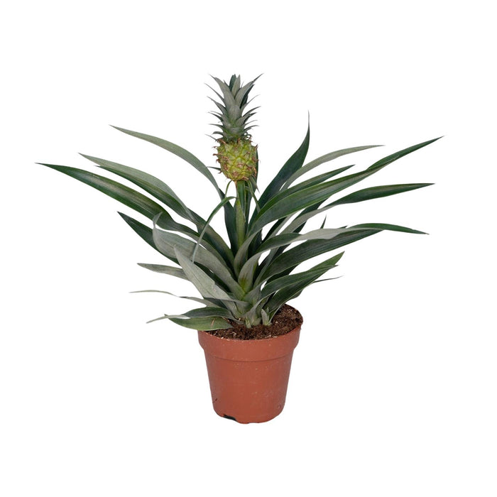 Bromelia Ananas - Ananasplant - ↕30cm - Ø12cm