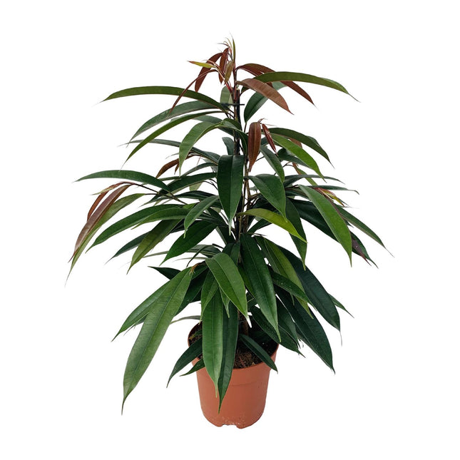 Ficus Binnendijkii 'Amstel King' - ↕75cm - Ø17cm
