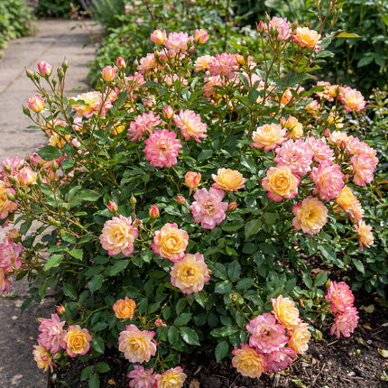 Rosa Tricolor Fairy - Rosa - Giallo-Rosa - ↕20-30cm - Ø12cm