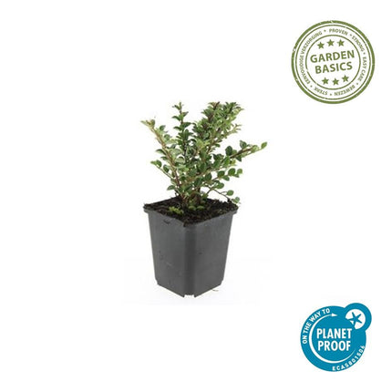Cotoneaster horizontalis - Vlakke dwergmispel - ↕10-25cm - Ø9cm - 24x