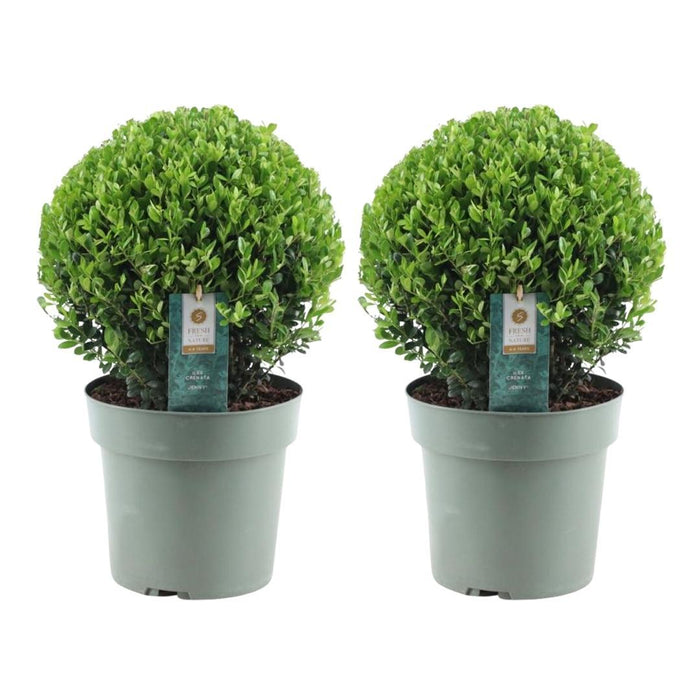 Ilex crenata 'Jenny' bol XL - Ø25cm  - 2x