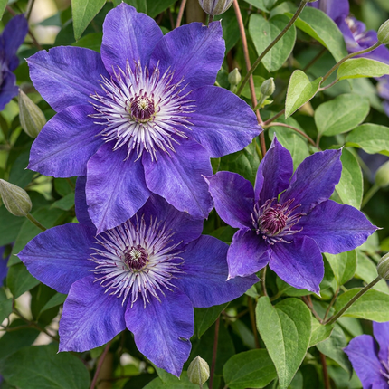 Clematis Multi Blue - Bosrank 4x - Blauw - Klimplant - Ø9cm - ↕35cm
