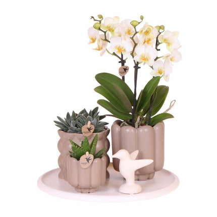 Gift Set Slow Living | Groene planten met witte Phalaenopsis orchidee Lausanne in keramieken sierpotten beige op wit dienblad