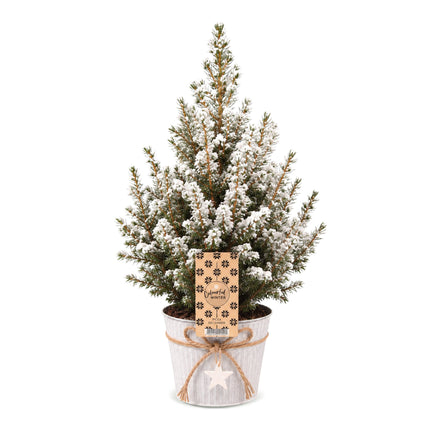 Picea glauca Conica - Kegelspar - Groen - Wit - Kerstboom - incl. zinken pot - Ø17cm - ↕65cm