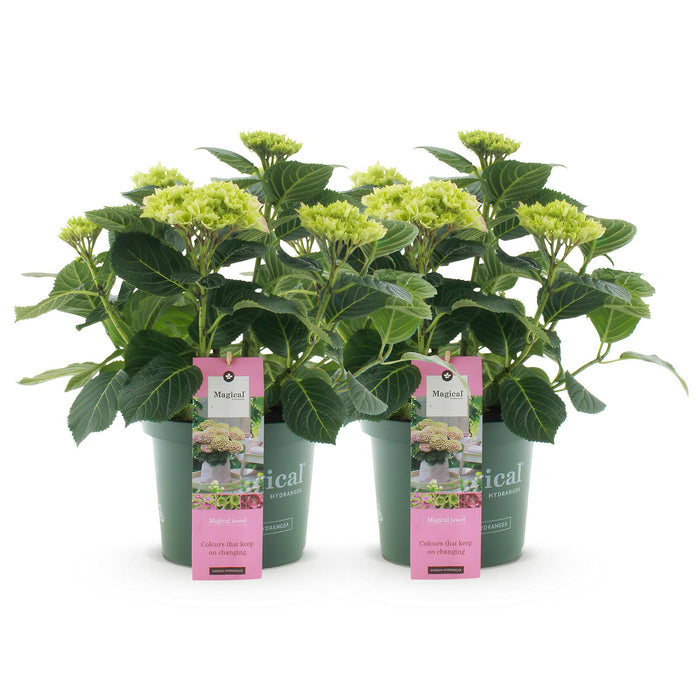 Terrasplant - Hortensia - Hydrangea Magical Jewel Pink - Roze - 6-10 Bloemen - 2 Planten - Pot 23cm Hoogte 55cm