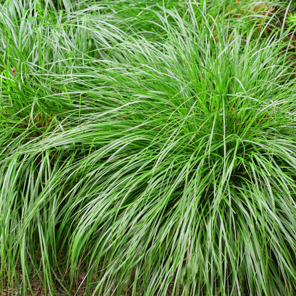Carex oshimensis Verde Intenso - Carice - ↕50cm - Ø17cm