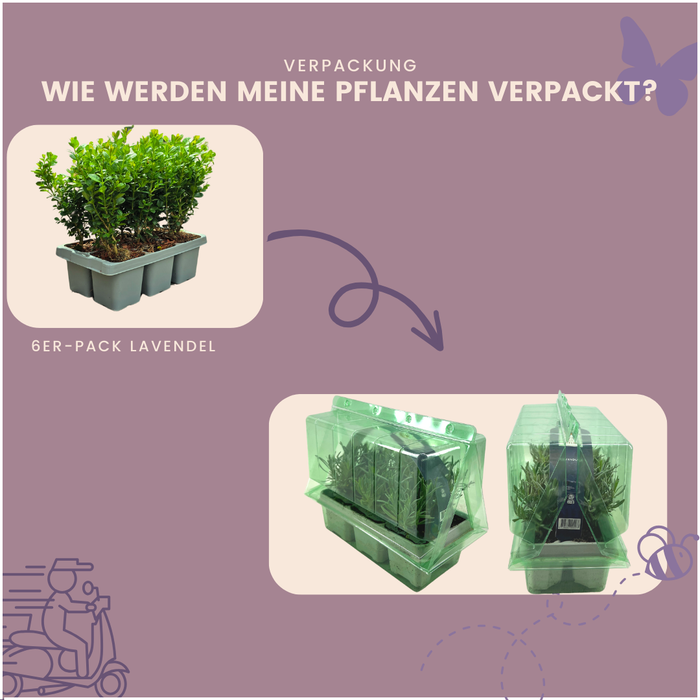 Buxus NewGen Freedom – 4x6 Pack - Winterharde Groenblijvende Struiken 24 x Ø7cm - ↕15cm - Compacte Buxus