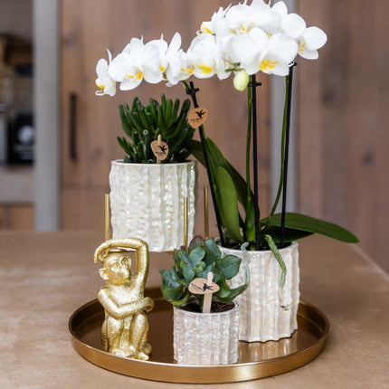 Kolibri Orchids | Gift Set Oyster - Witte Phalaenopsis Orchidee Mineral Gibraltar & Succulenten