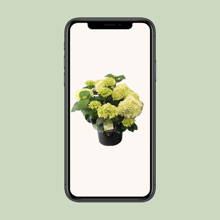 Hortensia Wit - Hydrangea macrophylla - ↕40cm - Ø23cm