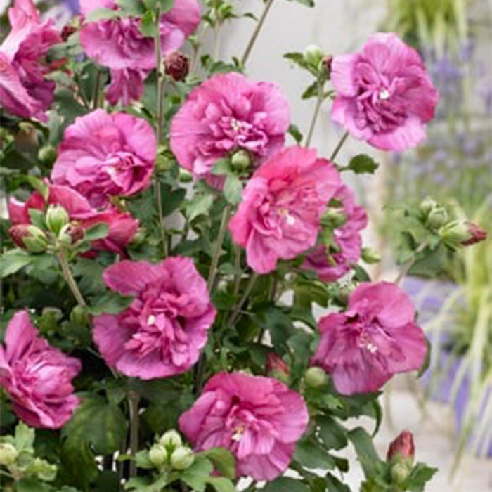 Tuinplant - Hibiscus syriacus Magenta Chiffon® - Plant op stam - Terras Plant - Bladverliezend - Weinig Onderhoud - Pot 19cm Hoogte 90cm