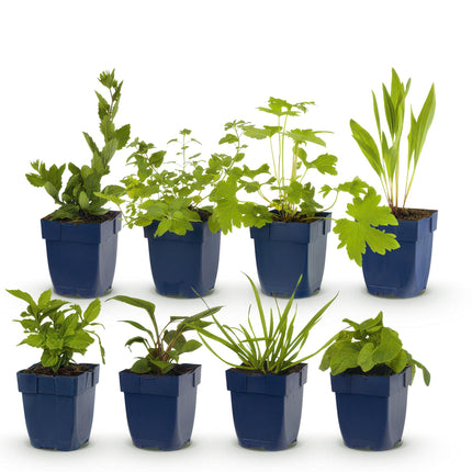 Borderpakket - Bijen en Vlinderlokkend - 8 Vaste planten - 1 m2 - Diversen kleuren - Weinig Onderhoud - Ø11cm