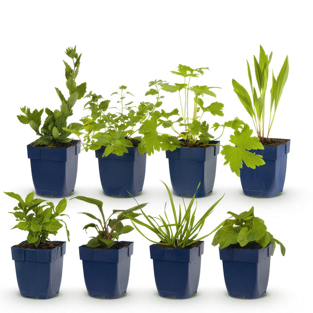 Border Package - Attracting Bees and Butterflies - 8 Perennials - 1 m² - Various colors - Low Maintenance - Ø11cm