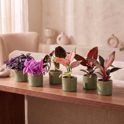 Baby Planten Paradise Mix - Diversen 6x - Tropisch - incl. Linnea Olive - Ø6cm - ↕10-15cm