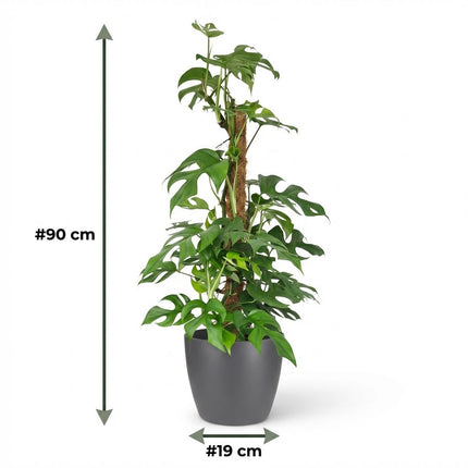 Monstera Minima Moss Pole - Roślina serowa szwajcarska - w szarej doniczce - ↕90cm - Ø19cm