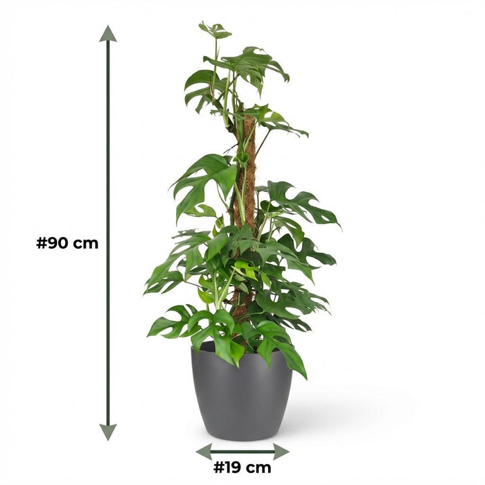 Monstera Minima Mosstok - Gatenplant - met grijze pot - ↕90cm - Ø19cm