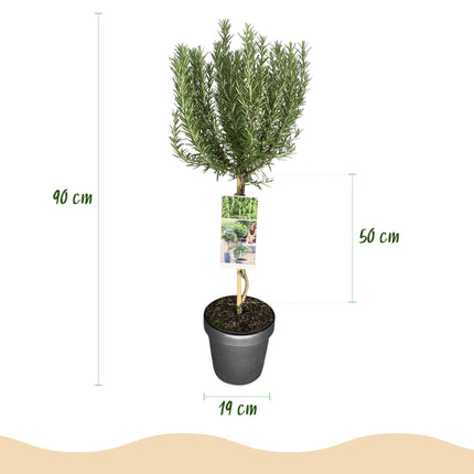 Rosmarinus officinalis - Rozemarijn - Paarse Bloem - ↕90cm - Ø19cm