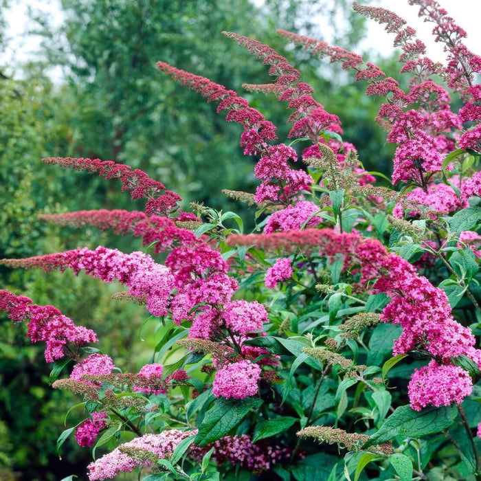 Buddleja davidii Pink Delight - Vlinderstruik - Roze - ↕45cm - Ø17cm - 3x