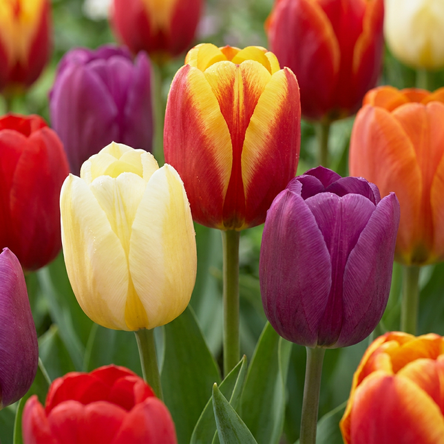 60x Tulipa Triumph Mix - Bloembollen - Triomftulp mix - Diversen - Voorjaarsbloeier - Bolmaat 11/12