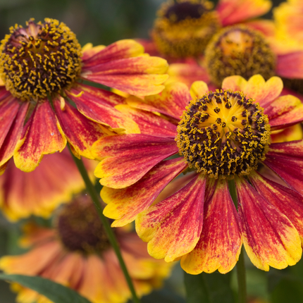 Zonnekruid - Helenium 'Moerheim Beauty' - ↕10-25cm - Ø9cm - 48x