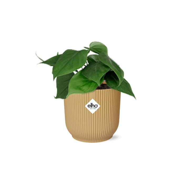 Philodendron Scandens + elho Vibes Fold Ø14cm geel