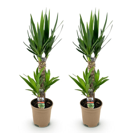 Yucca Elephantipes - ↕75cm - Ø17cm - 2x