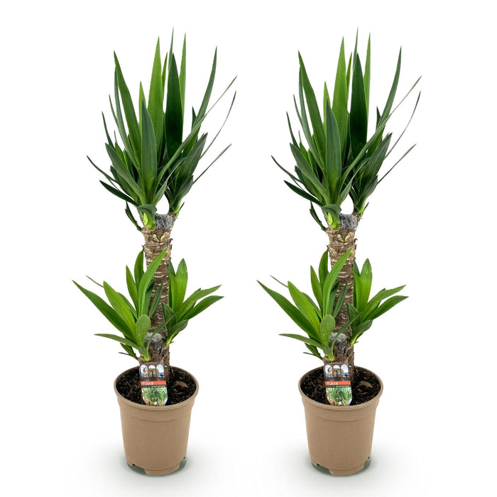 Yucca Elephantipes - ↕75cm - Ø17cm - 2x