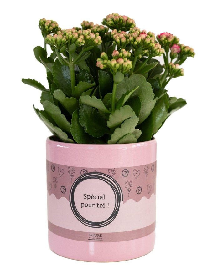 Kalanchoe rosa en envase P&PURE "SPECIAL POUR TOI" - Ø12cm - ↕27cm