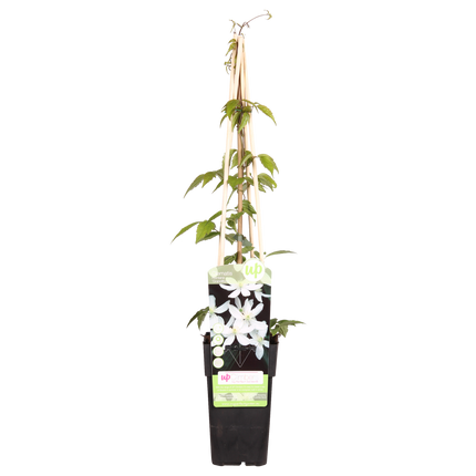 Clemátide Montana 'Grandiflora' - Clemátide - ↕65cm - Ø15cm