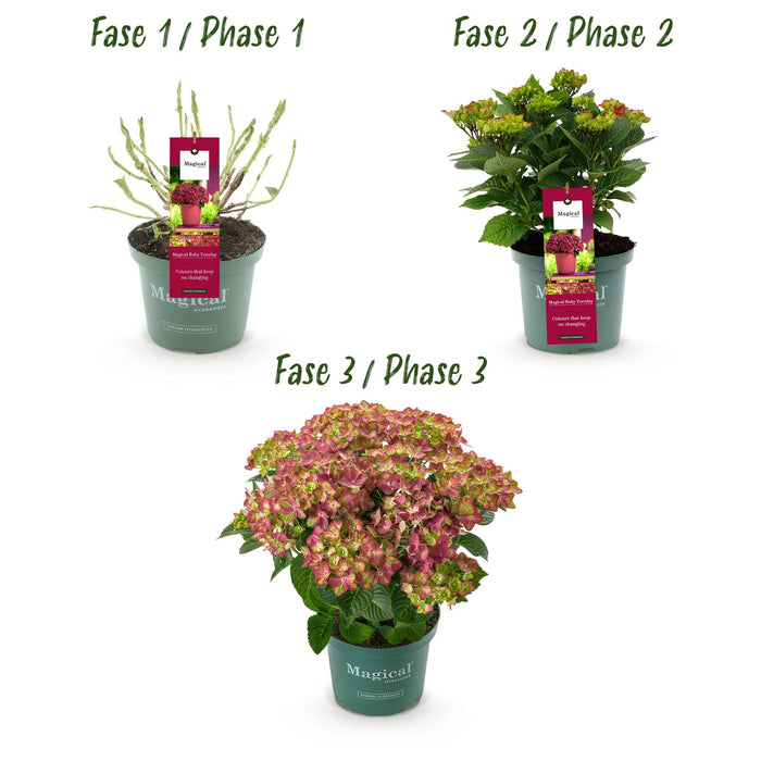 Terrasplant - Hortensia - Hydrangea Magical Teusday & Saphire - Rood - 6-10 Bloemen - 2 Planten - Pot 23cm Hoogte 55cm