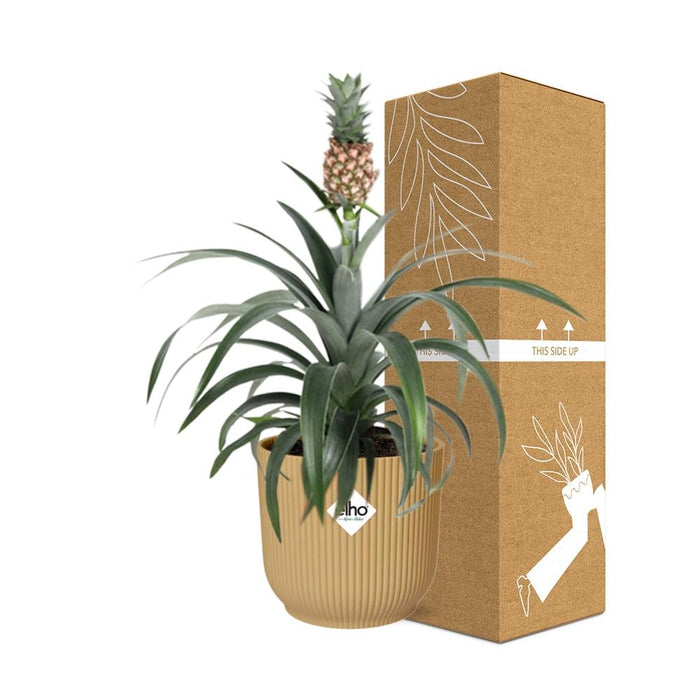 Ananas Mi Amigo - Ananasplant - in elho Vibes Fold Ø14cm geel