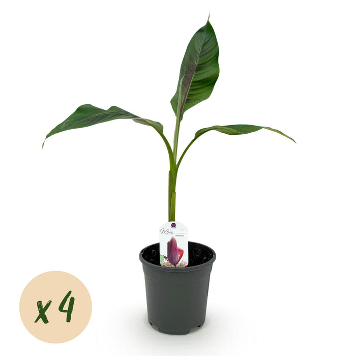 Fruitplant - Bananen plant - Musa sikkemensis Red Tiger - Winterhard - 4 planten - Pot 17cm Hoogte 40cm