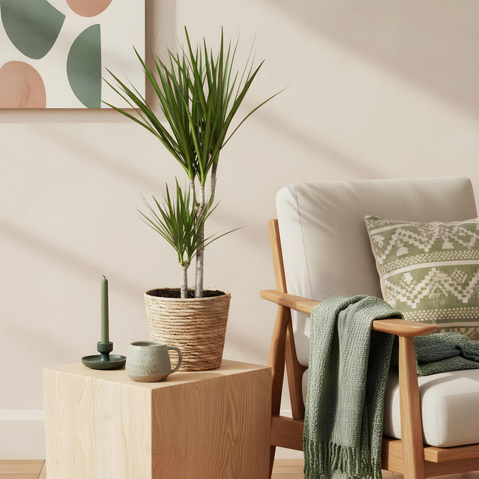 Dracaena Marginata - Drakenbloedboom - ↕70-80cm - Ø17cm - 2x