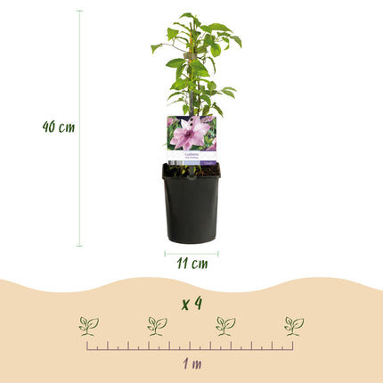 Clematis Pink Fantasy - Bosrank - Bloem Roze - ↕40cm - Ø11cm - 2x