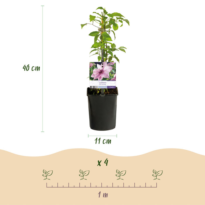 Clematis Pink Fantasy - Bosrank - Bloem Roze - ↕40cm - Ø11cm - 2x