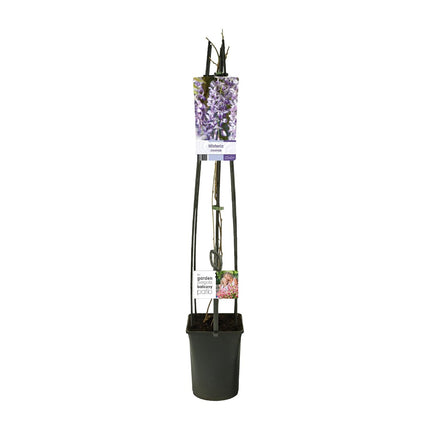 Wisteria Sinensis + Light Label - ↕115cm - Ø23cm