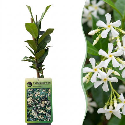 Trachelospermum jasminoides - Sterjasmijn 6x - Wit - Klimplant - Ø9cm - ↕35cm
