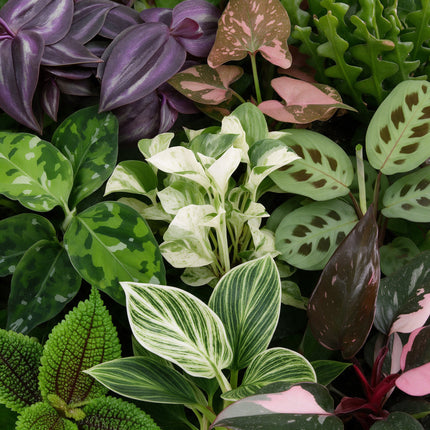 Baby Plants Surprise Box 9x - Verrassingsbox kleine planten - Diversen - Tropisch - incl. Copper Reef - Ø6cm - ↕5-15cm