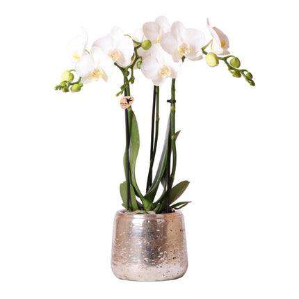 Kolibri Orchids | witte Phalaenopsis orchidee – Amabilis + Luxury sierpot zilver – ↕40cm - Ø9cm