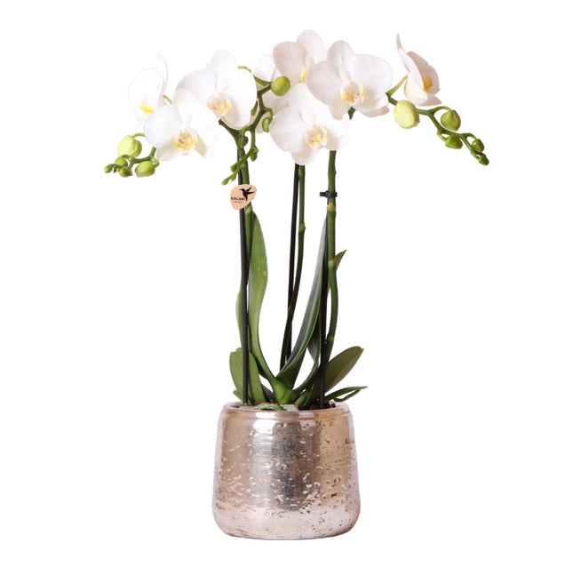 Kolibri Orchids | witte Phalaenopsis orchidee – Amabilis + Luxury sierpot zilver – ↕40cm - Ø9cm