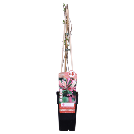Lonicera periclymenum 'Belgica' - Madreselva - ↕65cm - Ø15cm