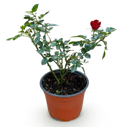 Rosa Rote Feen - Rose - Hårdfør - Rød - 1 Plante - Potte 12cm - Højde 20-25cm